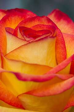 Macro of red and orange rose bloom