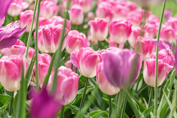Pink tulips