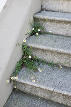 Rebel Flowers