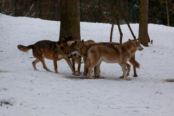 pack of wild adult wolves in the snow in the winter forest during the day