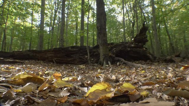 Footage of chipmunk running through forest, Quebec, Canada