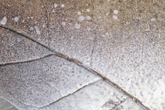 oak leaf with white paint (Quercus sp.)