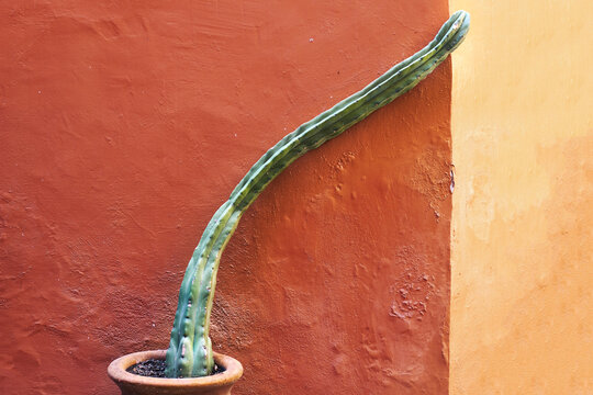 Cactus against colorful Mexican wall