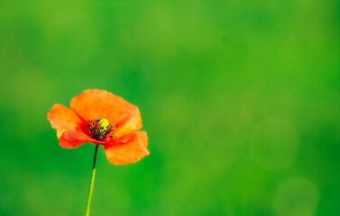 Fototapeta premium Isolated poppy on a green background. 