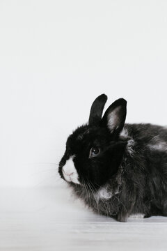 Cute Angora rabbit on white background