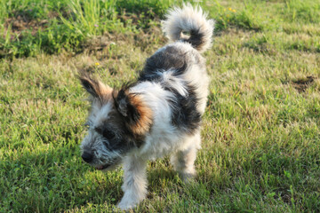Dog walking on the ground - dog looking away from camera