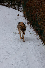 wild adult wolf walks on white snow in winter in the forest during the day