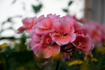 red and white flowers