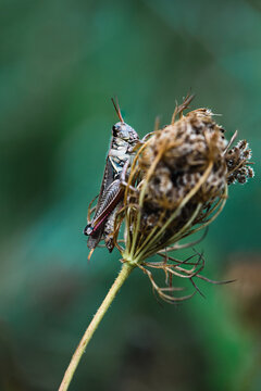 grasshopper on a swaying plant