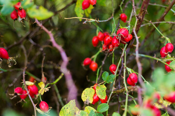 Ripe red autumn briar berries on a rose bush branch.