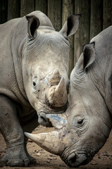 rhino in the zoo © Mark