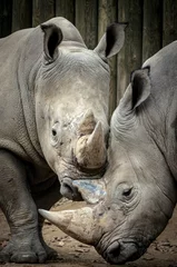 Zelfklevend Fotobehang rhino in the zoo © Mark