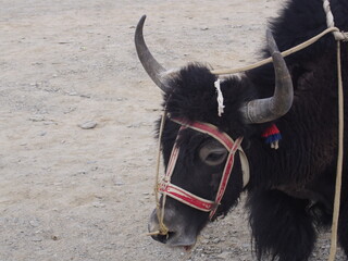 Yak (Bos grunniens), a cow covered in long fur, Pangong tso (Lake), Leh, Ladakh, Jammu and...