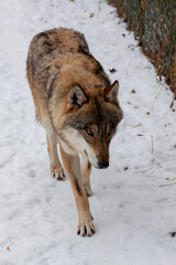 wild adult wolf walks on white snow in winter in the forest during the day