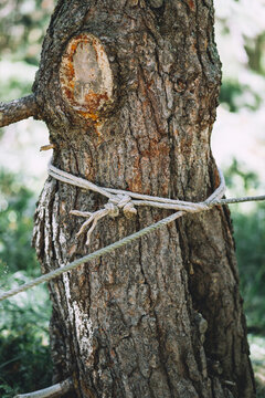 Tree trunk