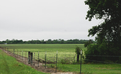 Fototapeta na wymiar Texas Crops