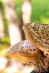 pair of inedible mushrooms with a big brown hat on a sunny day
