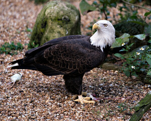 Bald Eagle Stock Photo. Bald Eagle close-up profile with a foliage and moss background displaying wings,  talons, brown feather plumage in its habitat and environment. Picture. Image. Portrait.
