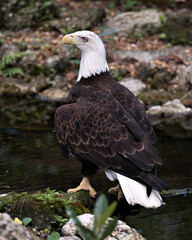 Bald Eagle Stock Photos.   Close-up profile rear view perched on a branch by the water with foliage background displaying its back, in its environment and habitat. Image. Portrait. Picture.