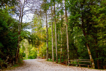 Fototapeta premium footpath in the forest