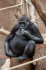 adult black female gorilla sitting on a wooden trunk