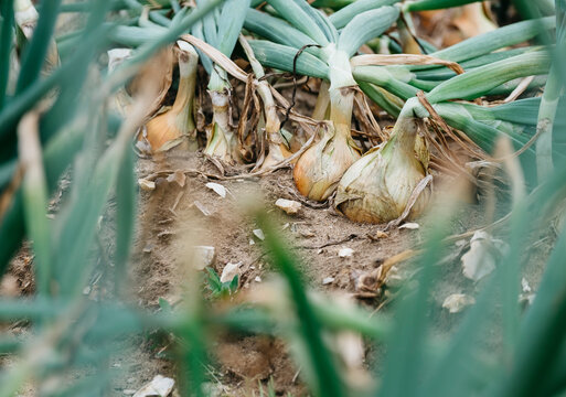 White onions growing in a large field. Norfolk, UK.