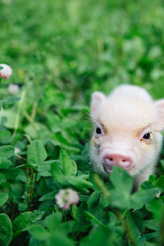 Cute piglet in grass