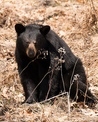 Black Bear Stock Photos.  Black bear close up profile view sitting in the field in the forest in the autumn season exposing its head, ears, eyes, nose, muzzle, paws in its surrounding and  habitat. 