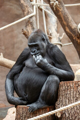 adult black female gorilla sitting on a wooden trunk