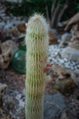 Cactus viejito.