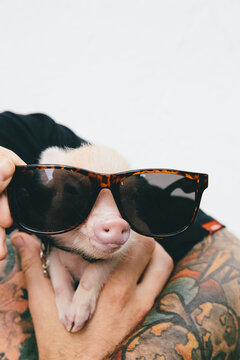 Tiny micropig in sunglasses