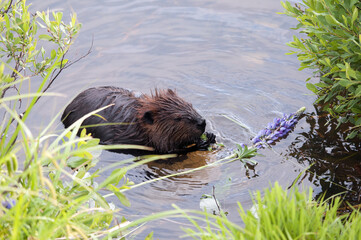 Beaver Stock Photos. Image. Portrait. Picture. Beaver eating lily pads. North American beaver. Fur trade economy. Background foliage. Beaver tail.