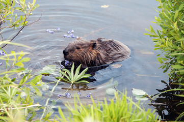 Beaver Stock Photos. Image. Portrait. Picture. Beaver eating lupin flowers. North American beaver. Fur trade economy. Background. Lupine flowers. Image. Picture.