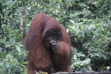 big orangutan ape eat on the zoo  and protected forest