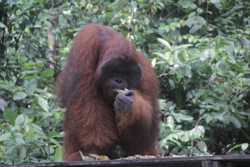big orangutan ape eat on the zoo  and protected forest
