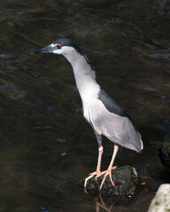 Black Crowned Night Heron Stock Photos. Black-crowned Night Heron close-up standing on rock in the water with a blur water background in its habitat and environment. Image. Picture. Portrait.