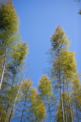 Fototapeta premium 春の竹林 