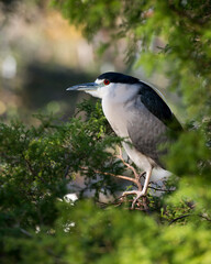 Black Crowned Night Heron Stock Photos. Close-up perched on a branch  with a blur background displaying blue and white feather plumage, beak, in its habitat and environment. Image. Picture. Portrait.
