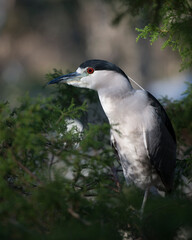 Black Crowned Night Heron Stock Photos. Close-up perched on a branch  with a blur background displaying blue and white feather plumage, beak, in its habitat and environment. Image. Picture. Portrait.