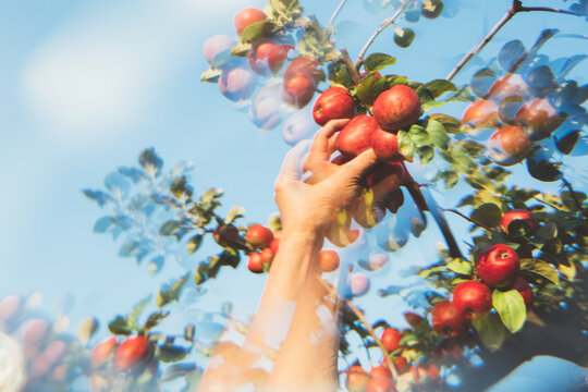 Picking the Apple