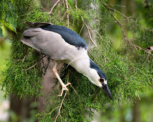  Black Crowned Night Heron Stock Photos. Image. Picture. Portrait. Perched with foliage background.