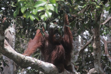 a big orangutan ape standing in a tree