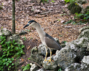 Black Crowned Night Heron Stock Photos. Close-up profile view perched on a moss rocks with blur background in its habitat and environment. Image. Picture. Portrait.