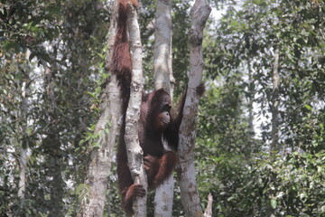 a big orangutan ape standing in a tree
