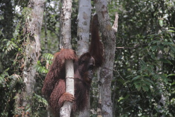 big orangutan ape standing and hanging in a tree