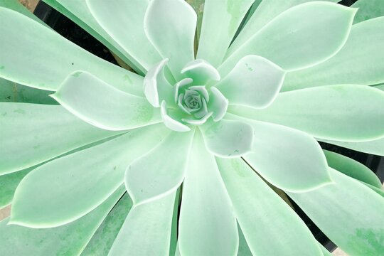 Aqua Green Colored Succulent