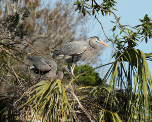 Blue Heron Stock Photos. Blue Heron birds close-up profile view on the nest in courtship with a blur background in their environment and habitat. Building nest. Bird in courtship.