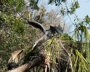 Blue Heron Stock Photos. Blue Heron birds close-up profile view on the nest in courtship ,with a blur background in their environment and habitat. Building nest. Bird in courtship.