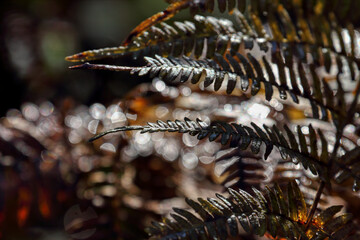 Beautiful nature background of vivid ferns. Backdrop of lush fern thickets close-up. Chaotic rich flora among ferns.