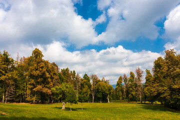 autumn landscape with trees and sky